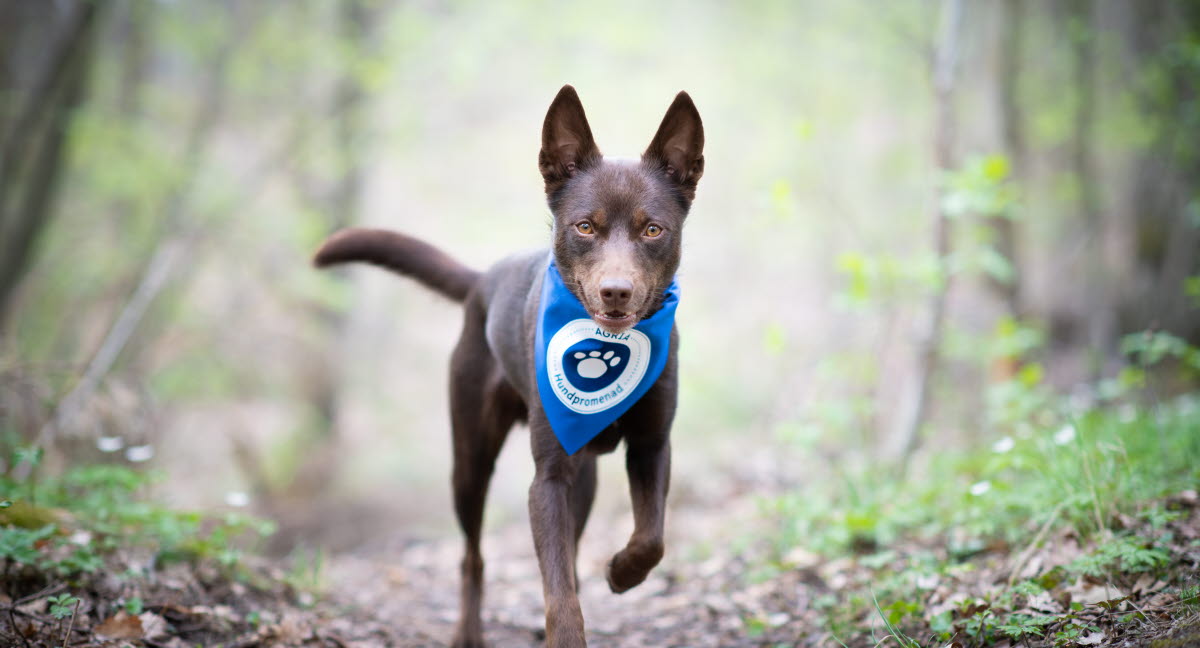 Välkommen till Agrias Hundpromenad 2019 Agria Djurförsäkring