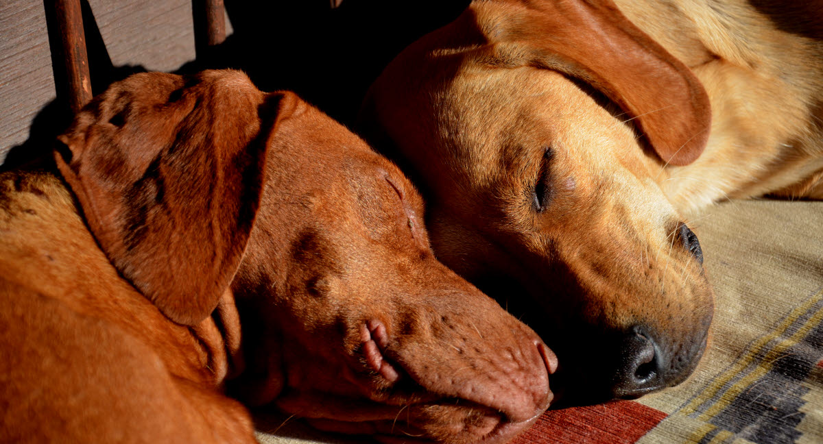 Lex Murphy en liten kennel med stora framgångar Agria Djurförsäkring