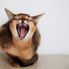 Katt som gapar.