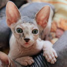 Nakenkatten Sphynx
