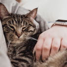 Gammal katt vilar, hur gammal en katt blir varierar.