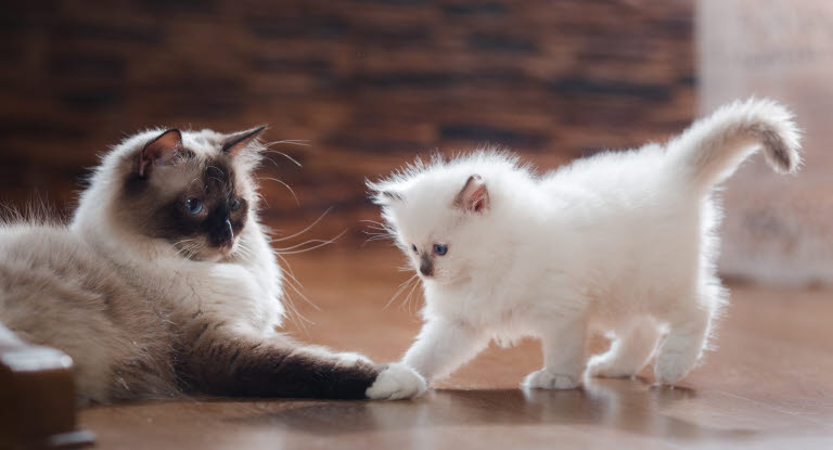 Ragdoll är en av Sveriges populäraste kattraser.