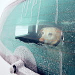 Hund i kall bil.