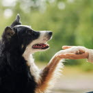 Härligare hundliv med en hundförsäkring.