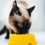 Katt äter kattmat ur matskål.