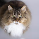 Kattrasen Sibirisk katt