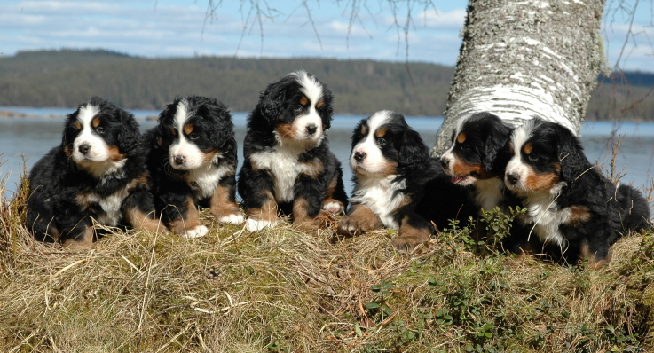 Berner sennenvalpar.
