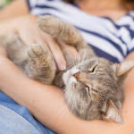 Tryggt och härligt kattliv om du tar hand om din katt på rätt sätt.