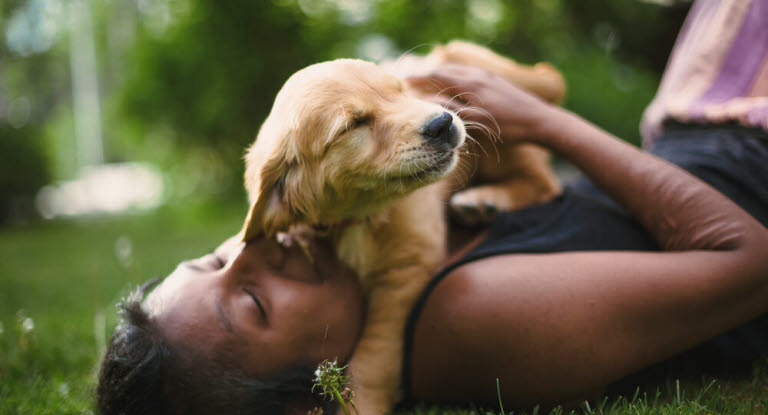 Golden retrievervalp busar med matte i gräset.