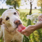 Värmeslag är livshotande, erbjud skugga och vatten till hund