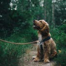 Ny forskning som ger hopp om friskare cocker spaniels