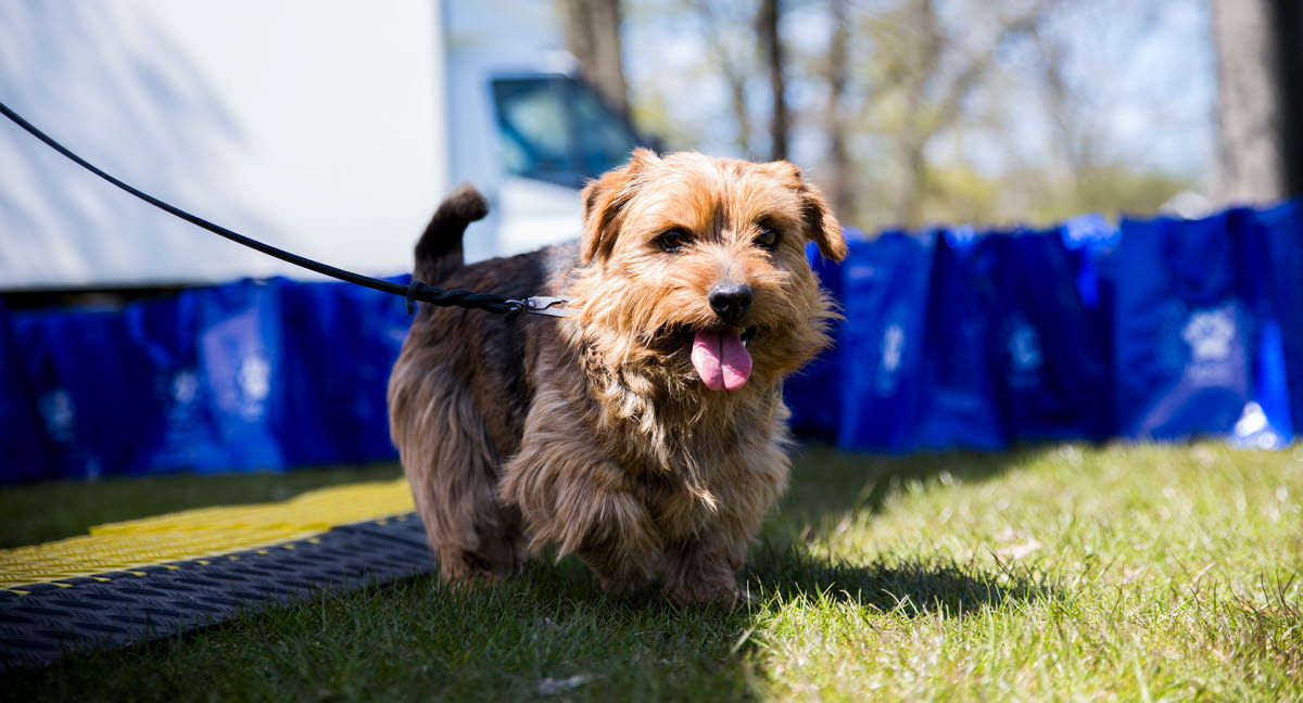 Välkommen till Agrias Hundpromenad Agria Djurförsäkring