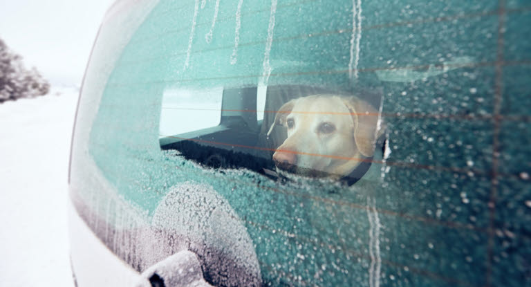 Hund i kall bil.