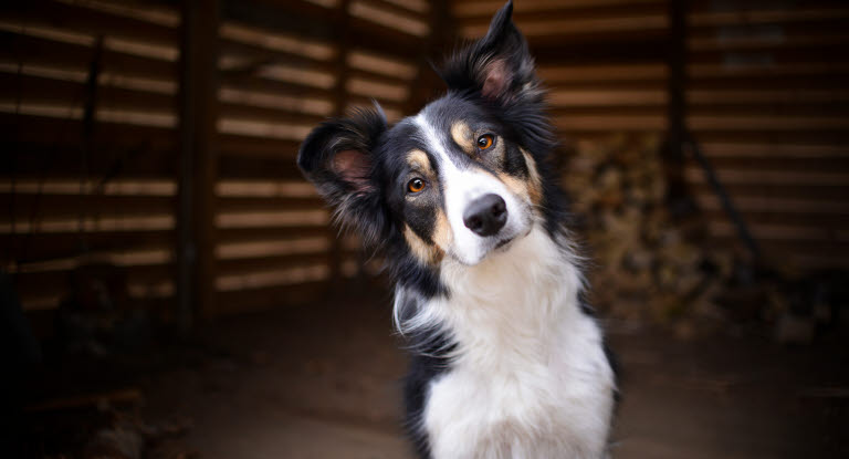 Border collie lyssnar genom att luta huvudet åt sidan.