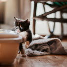 Kattunge bredvid kattlåda.