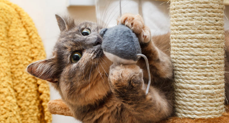 Katt leker med leksak