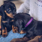 Två taxar i famnen.